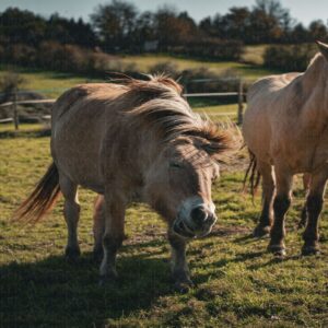 Portrait de chevaux recueillis en refuge - 1