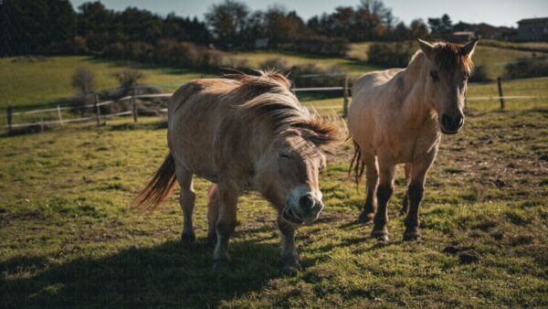 Portrait de chevaux recueillis en refuge - 1