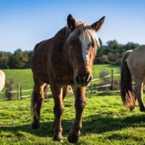 Portrait de chevaux recueillis en refuge - 2