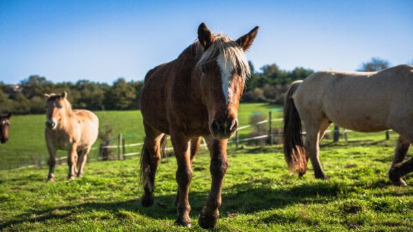 Portrait de chevaux recueillis en refuge - 2