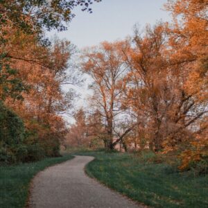 Chemin d'automne en forêt - Bord de Rhône