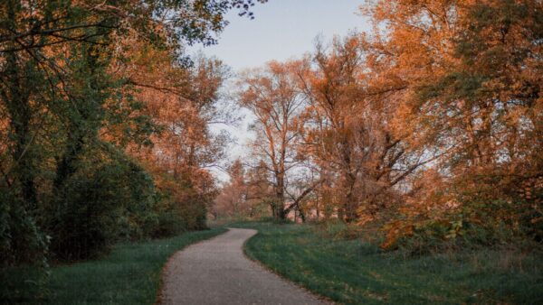 Chemin d'automne en forêt - Bord de Rhône