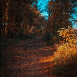 Sentier doré en forêt d'automne