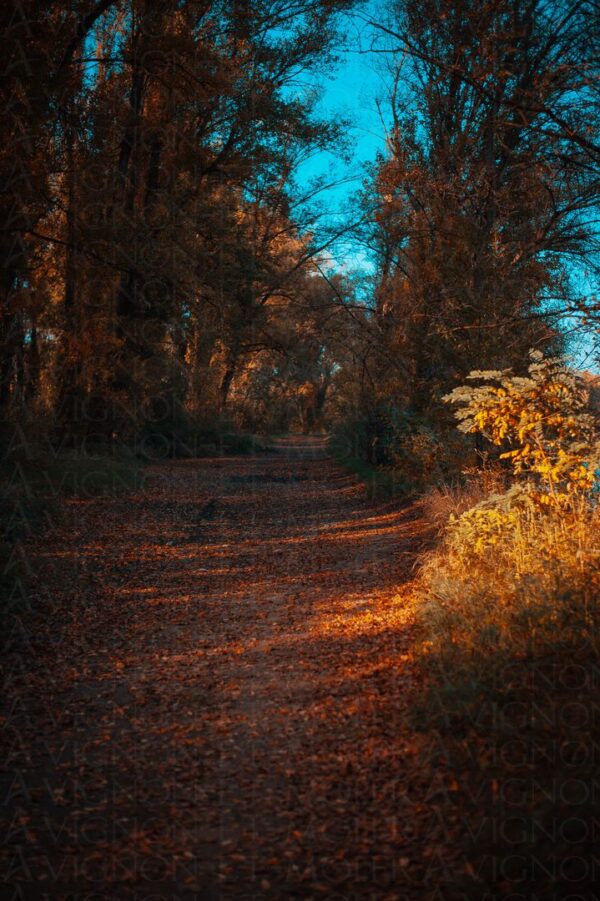 Sentier doré en forêt d'automne