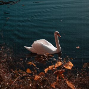 Cygne gracieux sur un lac d'automne