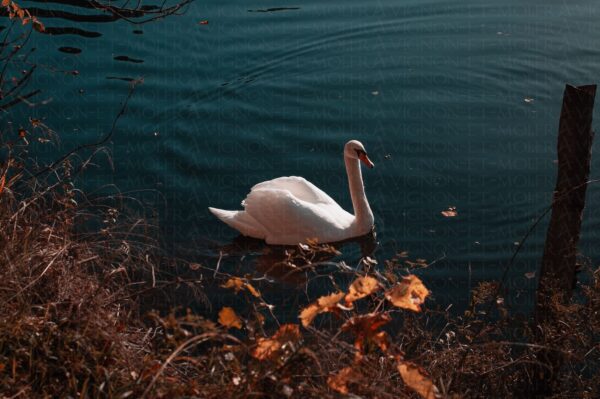 Cygne gracieux sur un lac d'automne